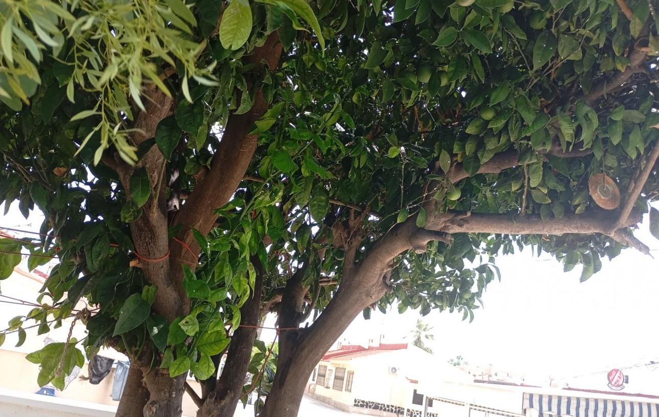 Venta - Bungalow - Torrevieja - Torretas