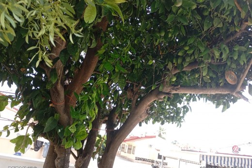 Venta - Bungalow - Torrevieja - Torretas