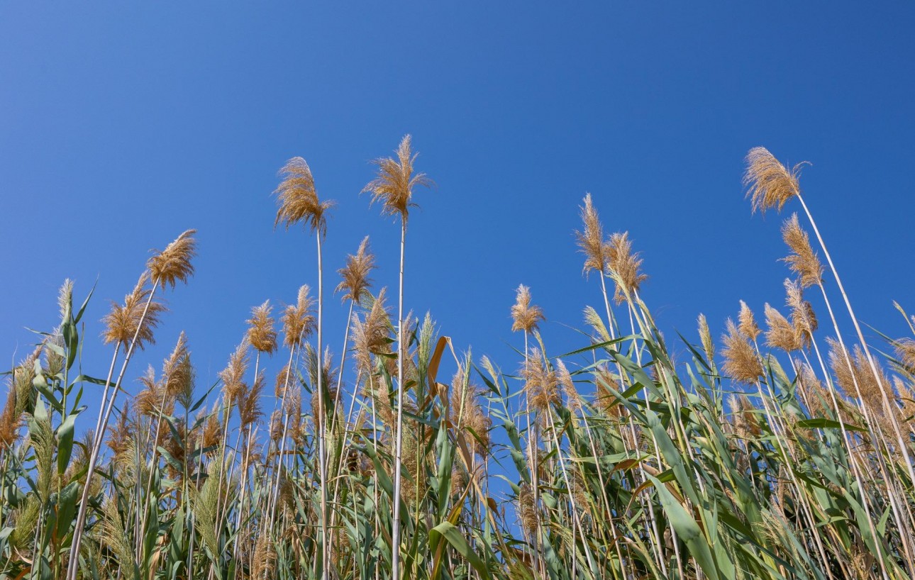 Venta - Chalet - Torrevieja - El limonar