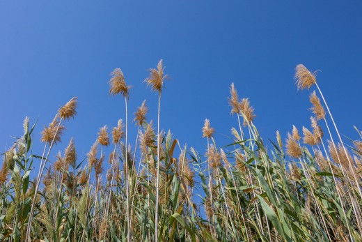 Venta - Chalet - Torrevieja - El limonar