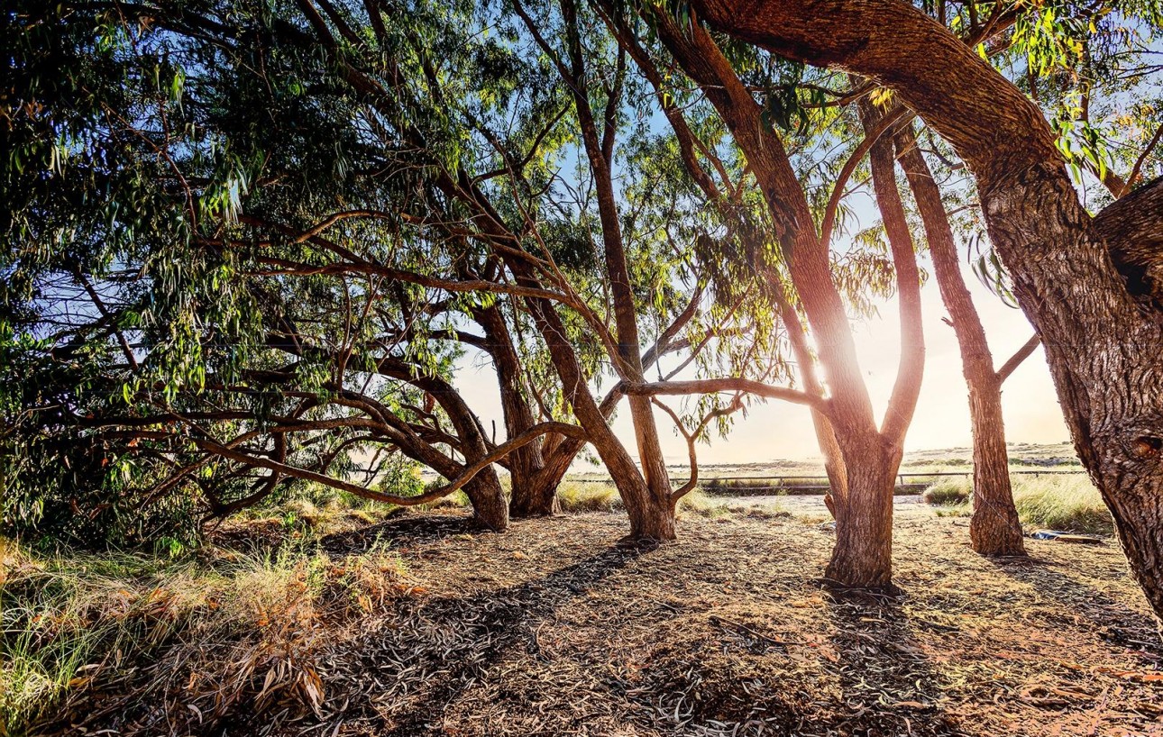 Venta - Chalet - Torrevieja - El limonar